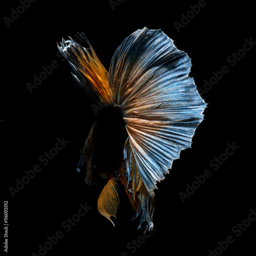 Betta fish on black background