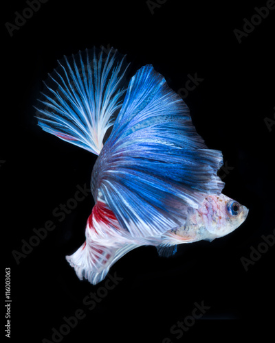 Betta fish. Capture the moving moment of red-blue siamese fighti