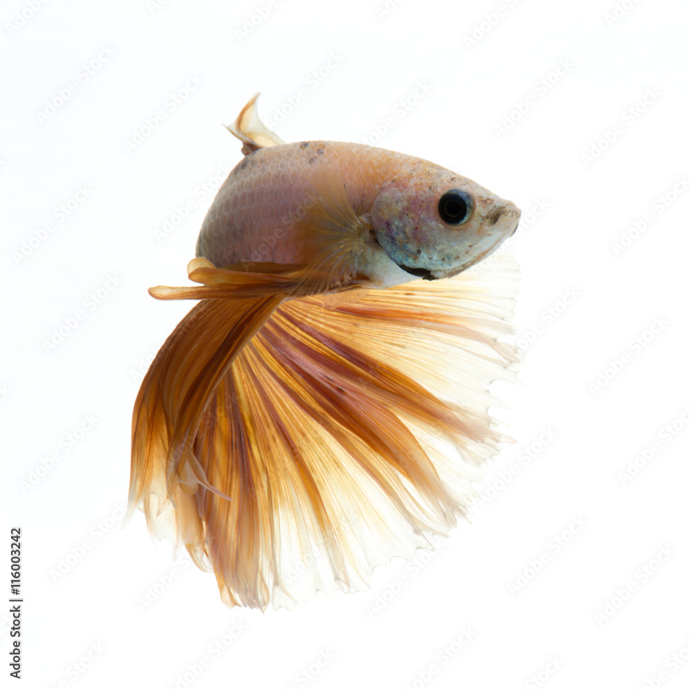 Fototapeta premium Betta fish on white background