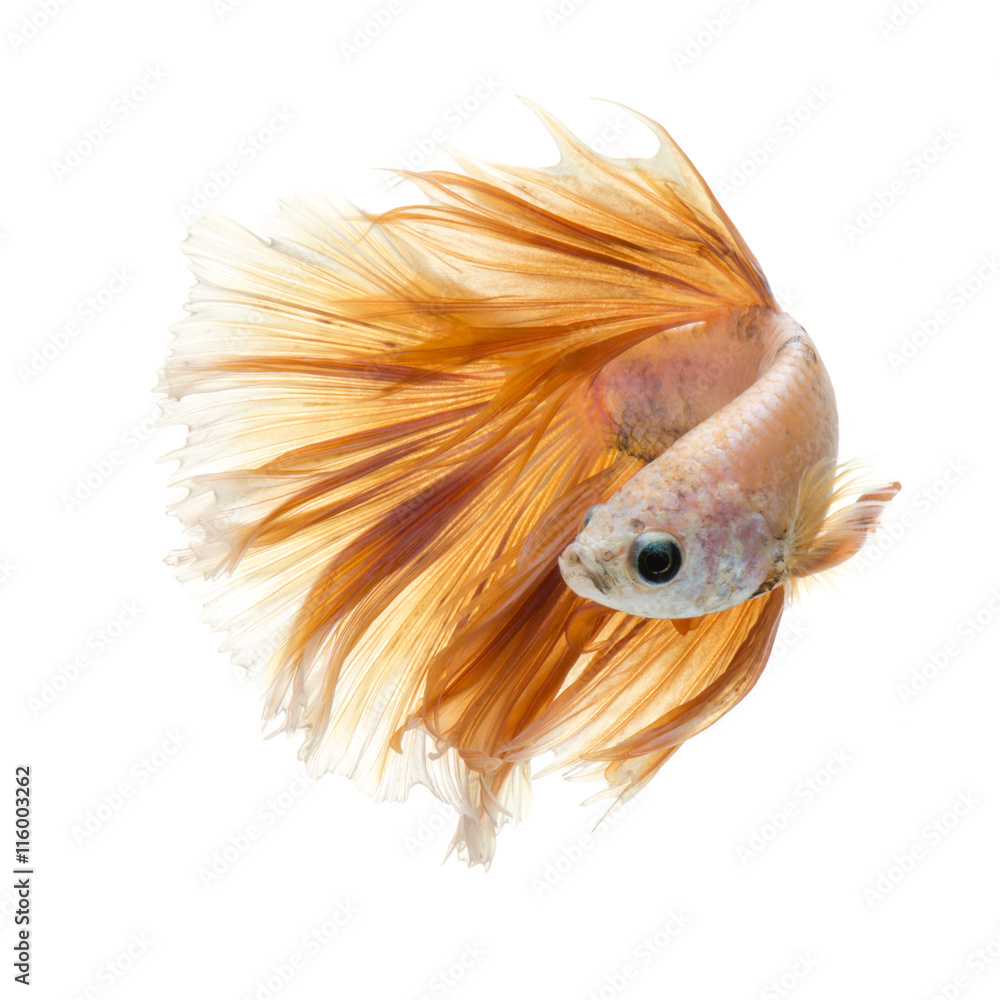 Fototapeta premium Betta fish on white background