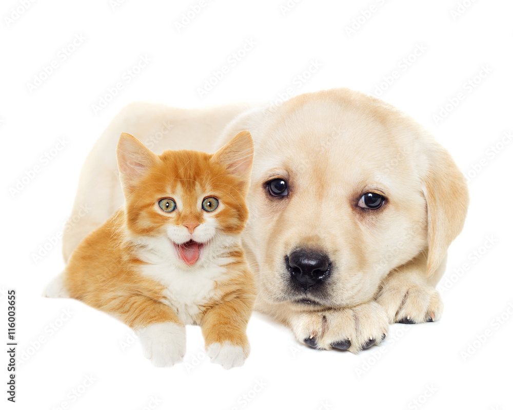 kitten and puppy together kitten and puppy together