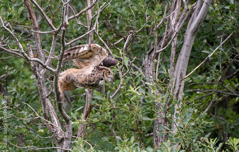 Fototapeta premium Great Horned Owl Take Off