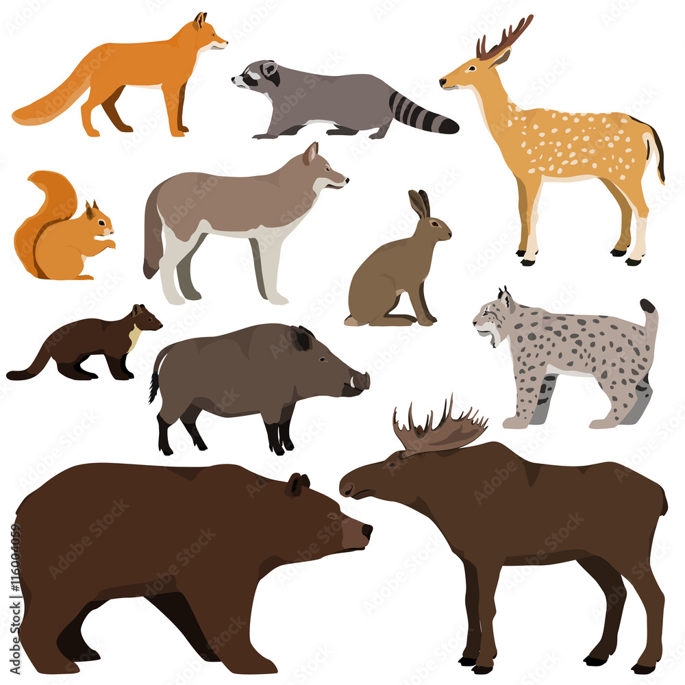 Naklejka premium Vector set of cartoon forest animals. Brown bear, raccoon, squirrel, spotted deer, lynx, marten, wild boar, elk, wolf, fox, hare.