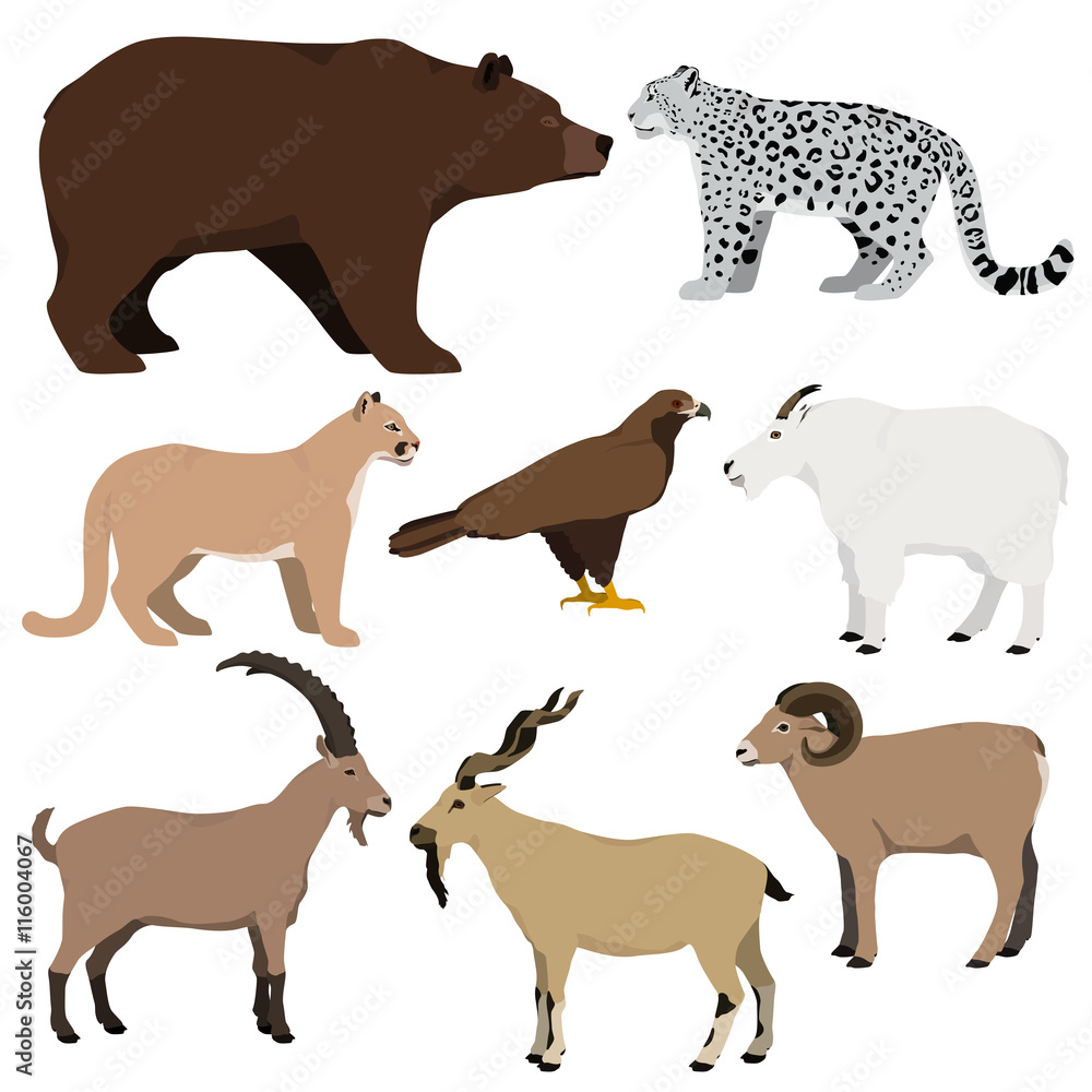 Vector set of cartoon mountain animals. Grizzly bear, goat, markhor, nubian ibex, mouflon, puma, snow leopard, golden vector de Stock Adobe Stock