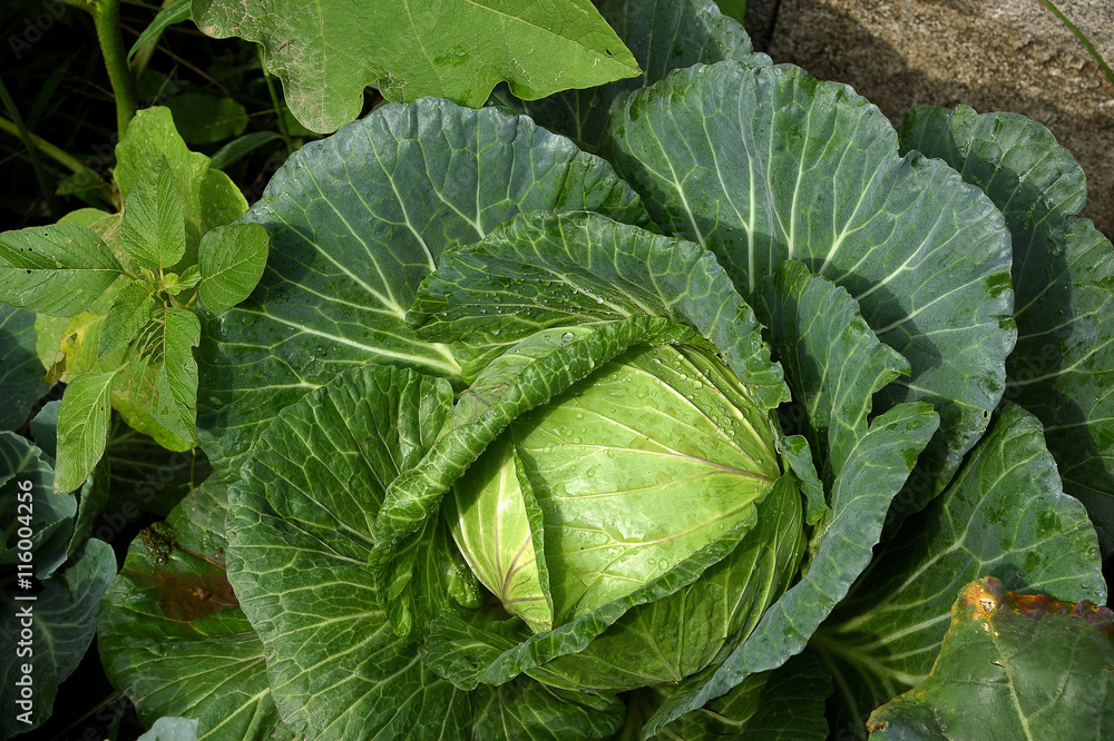 Greem cabbage Greem cabbage