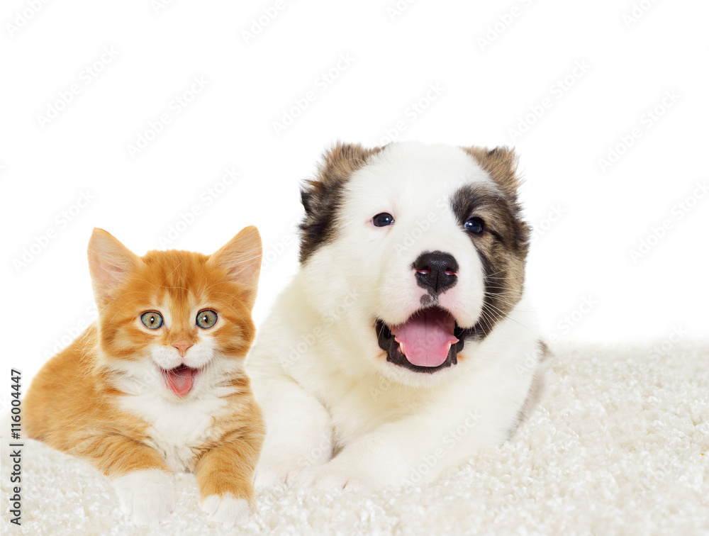 Fototapeta premium kitten and puppy together