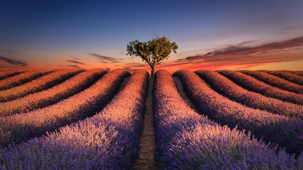 Gartenposter Lavendelblüten Sonnenaufgang über einem Lavendelfeld. Valensole - Alpes-de-Haute-Provence  © imacture