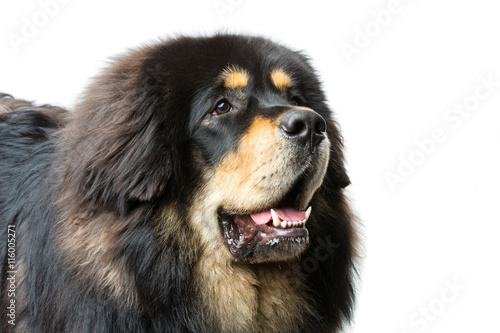Beautiful big Tibetan mastiff dog