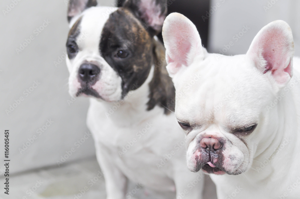 absent-minded French bulldog or two  French bulldog