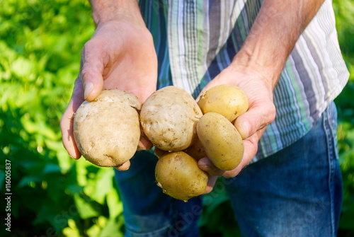 Man harvesting fresh potatoes in vegetable green garden