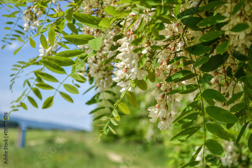 Blossoming flowers of black locust (Robinia pseudoacacia) hanging on tree branch in springtime