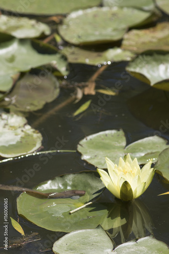 Un n  nuphar jaune