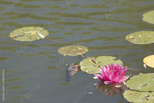 Nénuphar rose