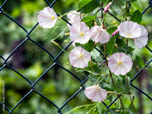 Lesser bindweed growing up fence. Weed. photo