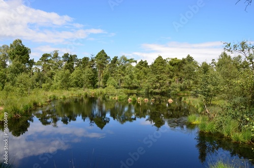 Fototapeta Naklejka Na Ścianę i Meble -  Spiegelung von Wolken und Bäumen im Moorsee