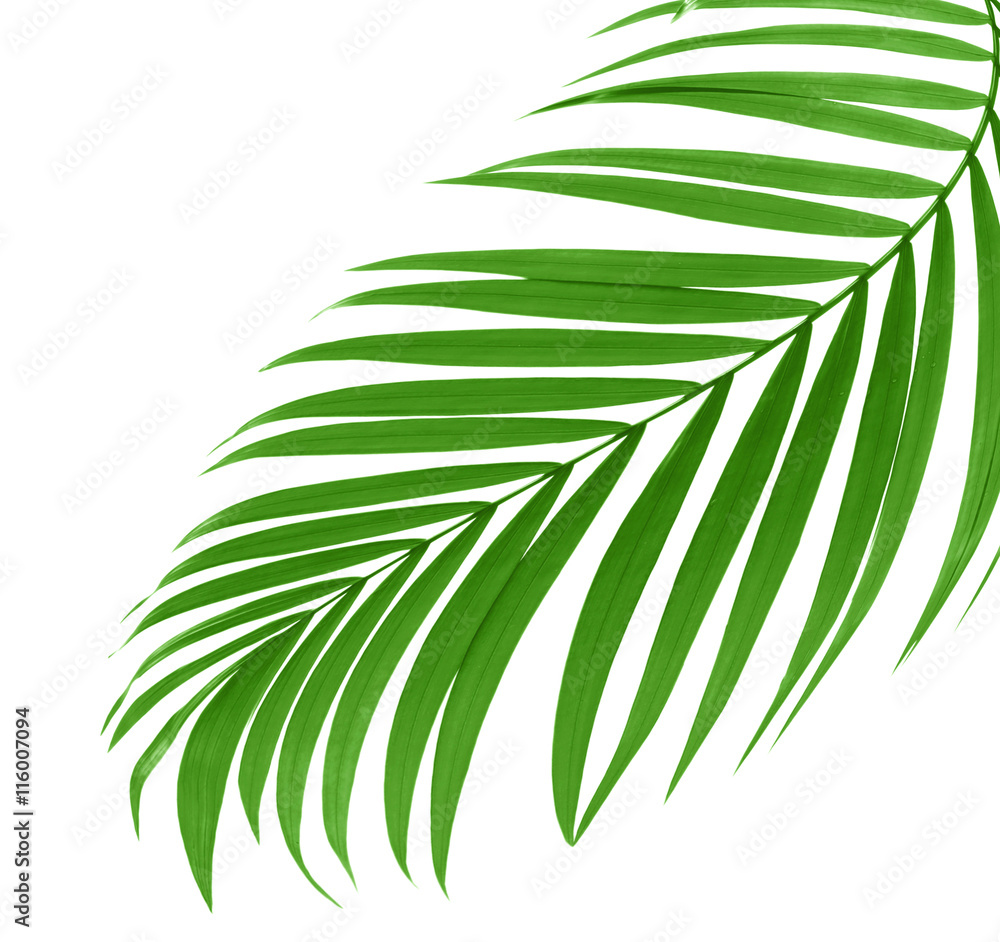 Fototapeta premium Green leaves of palm tree on white background
