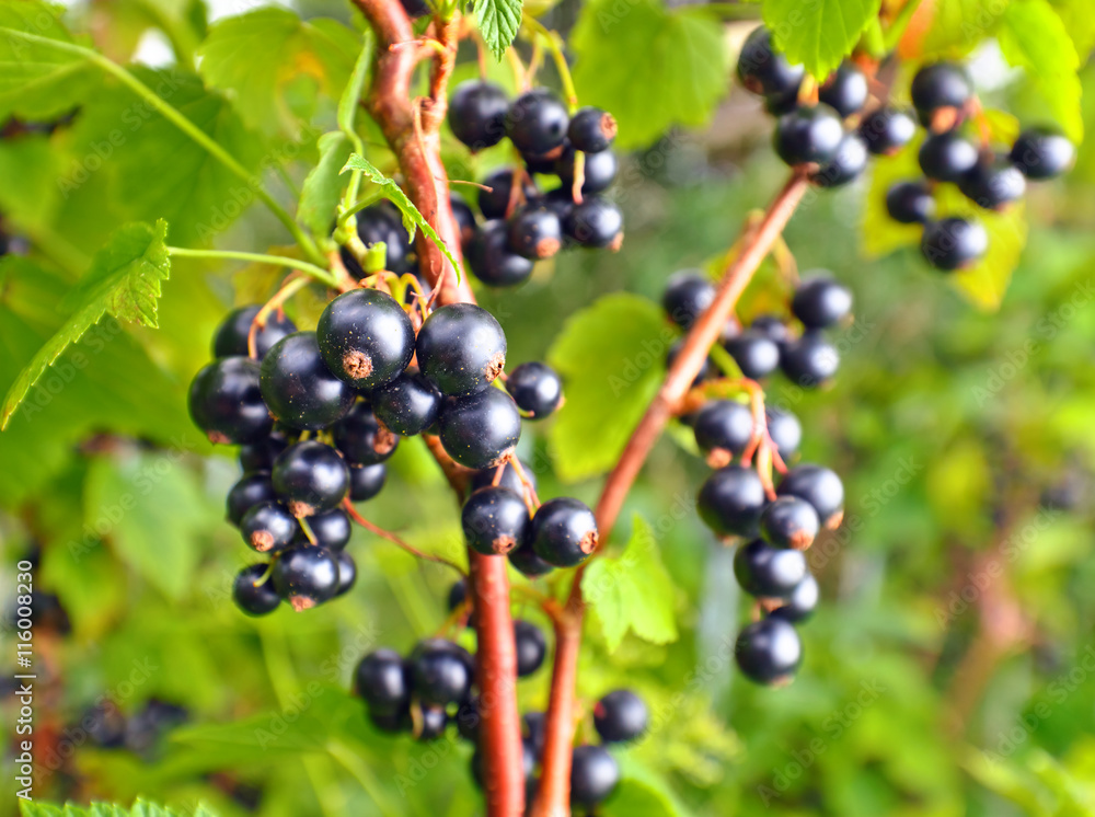 black currant on a branch in garden black currant on a branch in garden