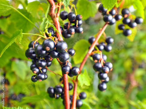  black currant on a branch in garden