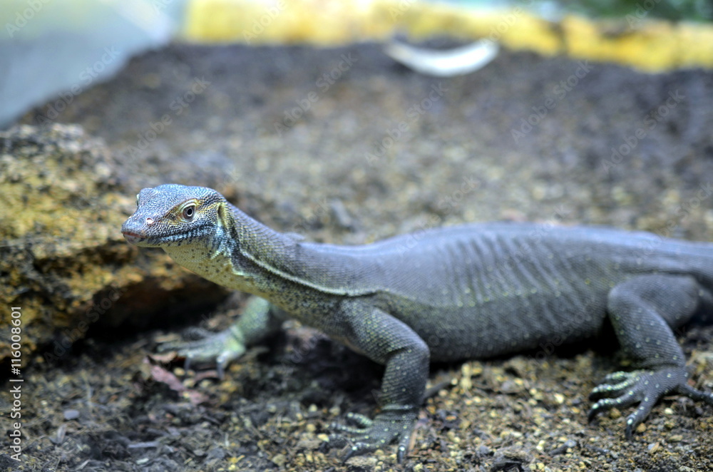 Fototapeta premium lizard walking through dry landscape