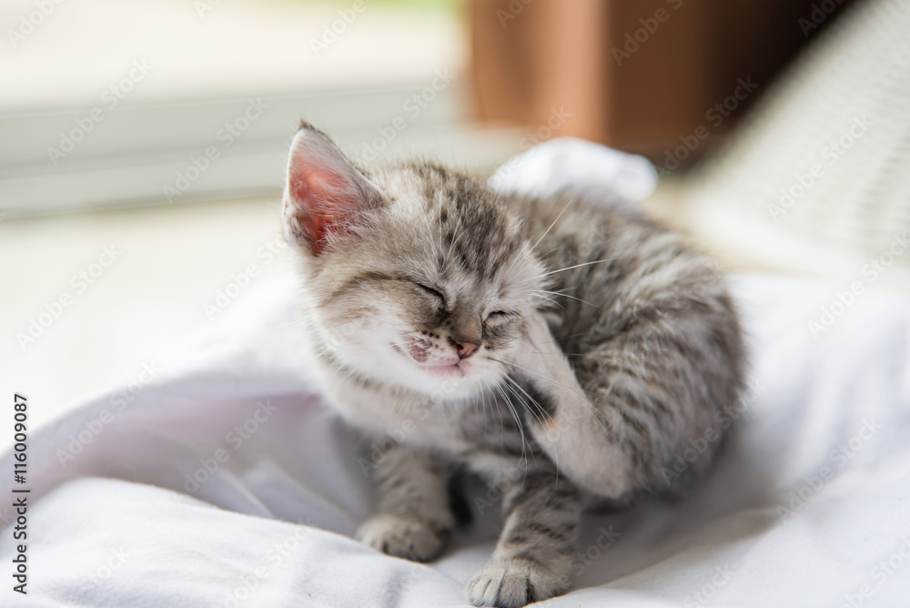 Cute lonely kitten Cute lonely kitten