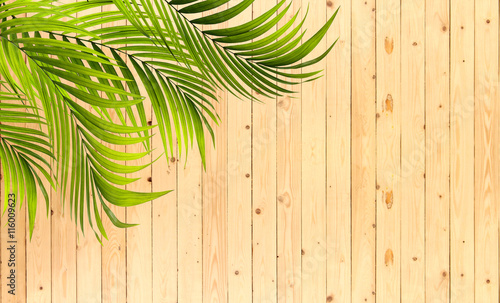 Green leaves of palm tree on wood wall