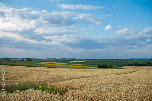 A wheat field  fresh crop of wheat.