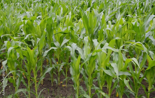 junge Maispflanzen ( Landwirtschaft)