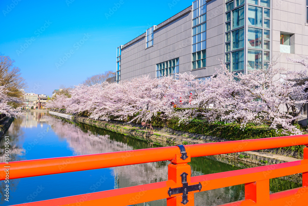 Kyoto, Japan spring foliage on Ozaki Canal. Kyoto, Japan spring foliage on Ozaki Canal.
