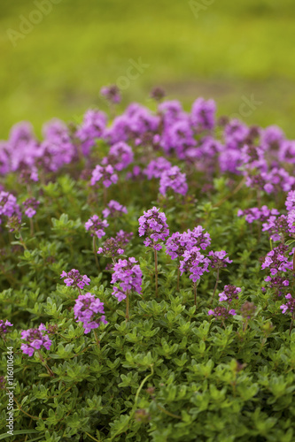 Thyme  Thymus vulgaris  blossoming in the garden of herbs.