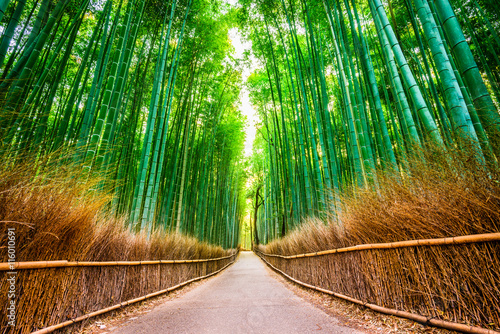 Kyoto  Japan at the Bamboo Forest.