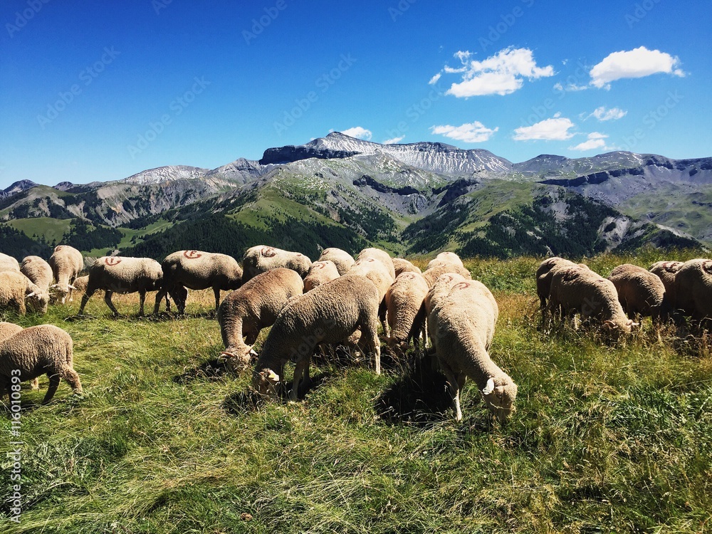 Obraz premium Moutons