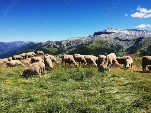 Moutons © agaitsgori