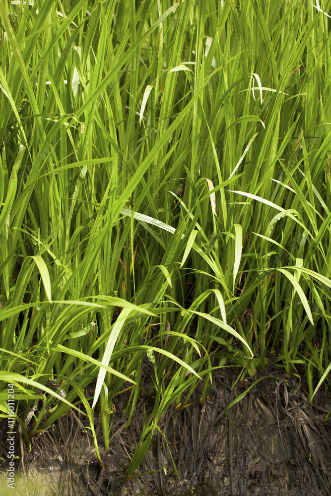 Acorus calamus - also called sweet flag or calamus. Acorus calamus - also called sweet flag or calamus.