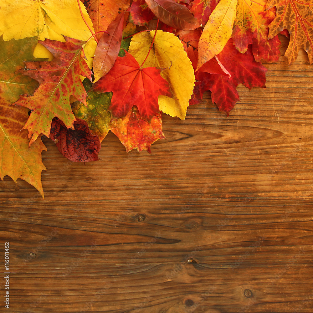 Fond bois avec feuilles mortes d'érable