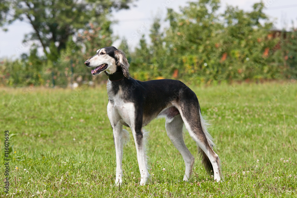 Portrait of nice dog - saluki