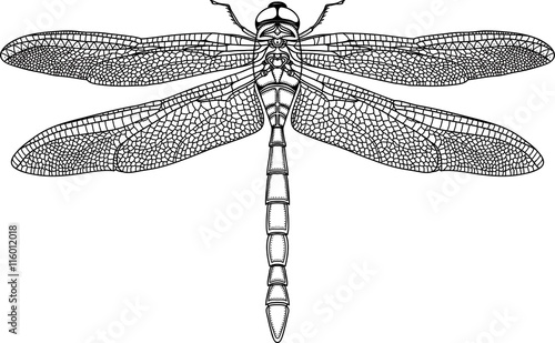 Black dragonfly on white background isolated. Hand-drawn vector illustration.