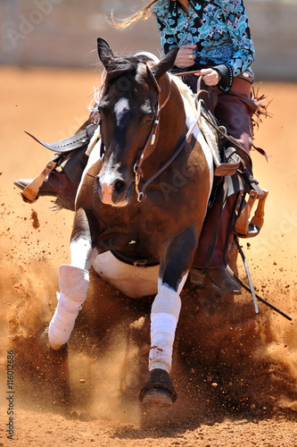The front view of the rider in leather chaps sliding his horse forward and raising up the clouds of dust © PROMA