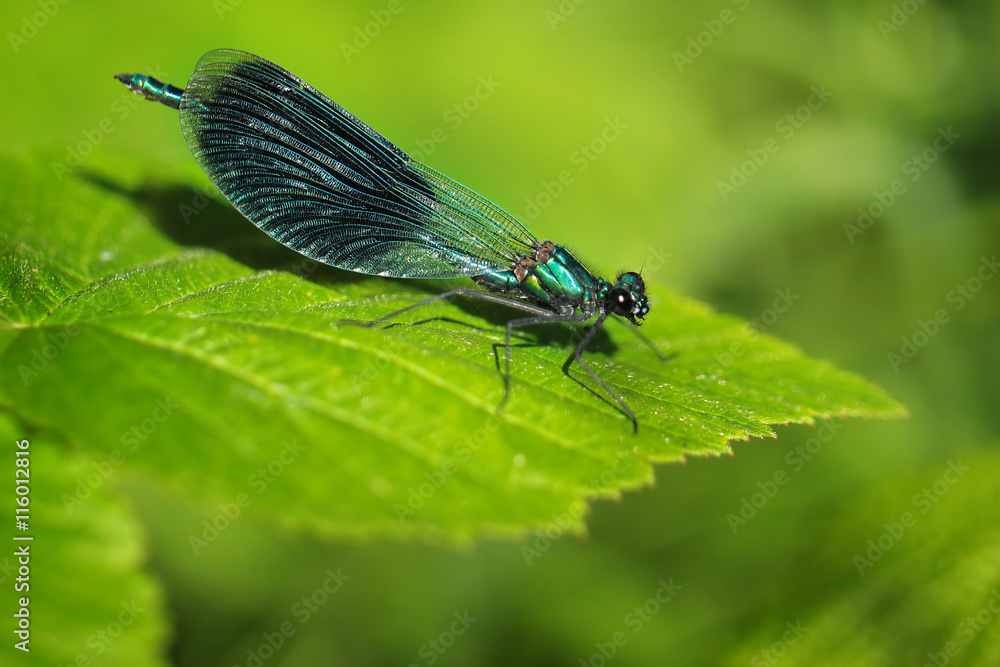 Blue Dragonfly - Calopteryx splendens Blue Dragonfly - Calopteryx splendens