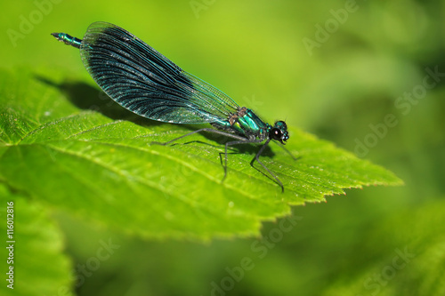 Blue Dragonfly - Calopteryx splendens