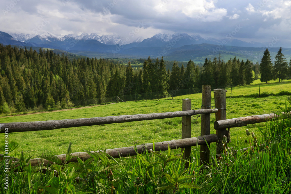 Wooden fence along the meadow