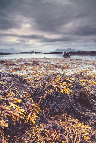 Exposed Seaweed at Coastal Beach with Fishing Boats in Background