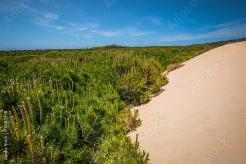 Sand dune of Bolonia beach  province Cadiz  Andalucia  Spain