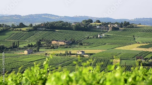 Hill with vineyards in Beaujolais, Burgundy