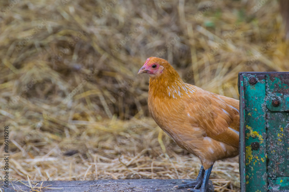 Fototapeta premium braunes Huhn auf einem Misthaufen, Zwerghuhn