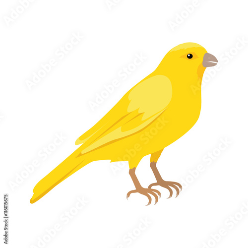 Canary Flat Design Vector Illustration photo