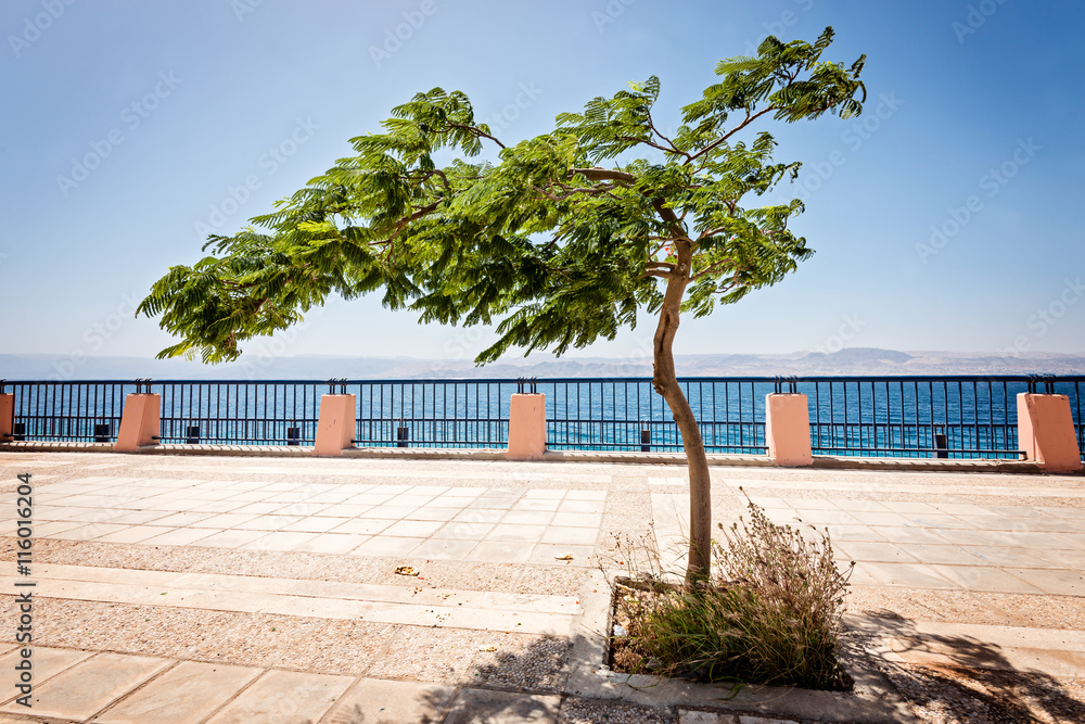 Tree on embankment of Red Sea in Aqaba, Jordan