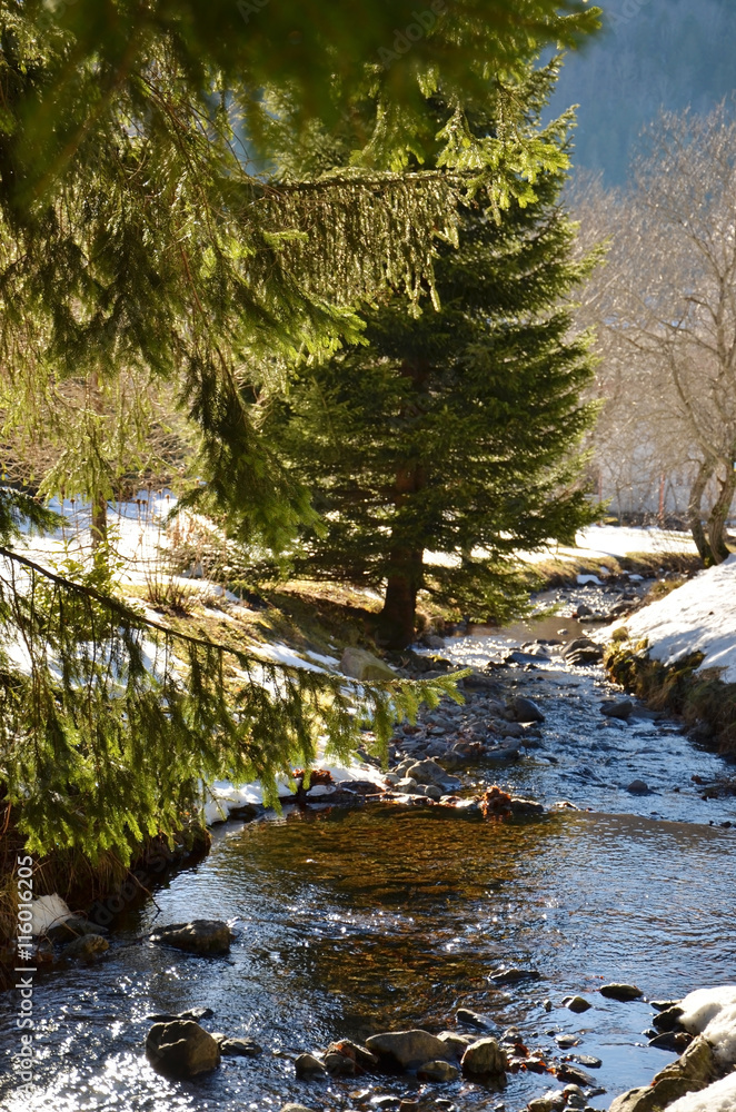 Conifères et rivière en hiver Conifères et rivière en hiver