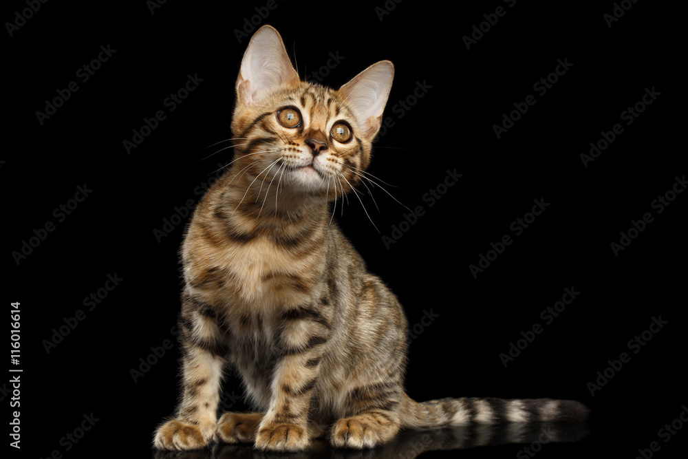 Little Bengal Kitty Sitting and Curious Looking up Isolated Black Background, Beautiful Spots on gold, Font view
