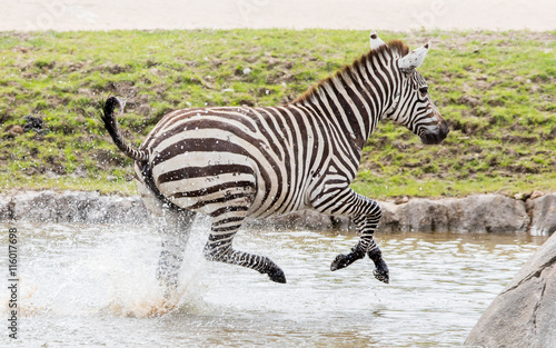 Zebra running through water