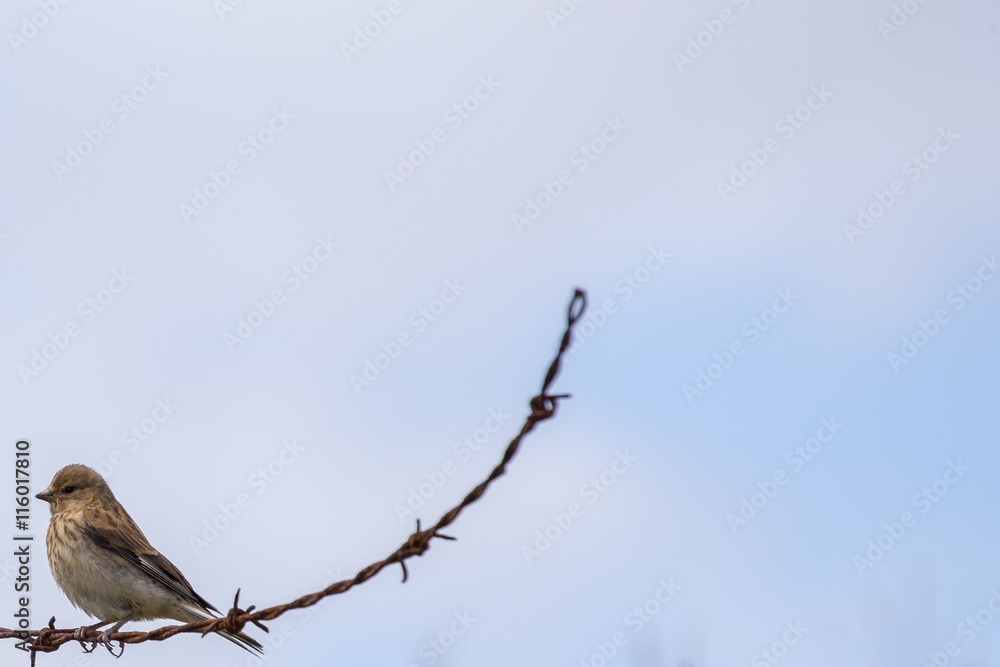 Common Linnet (Carduelis cannabina) Common Linnet (Carduelis cannabina)